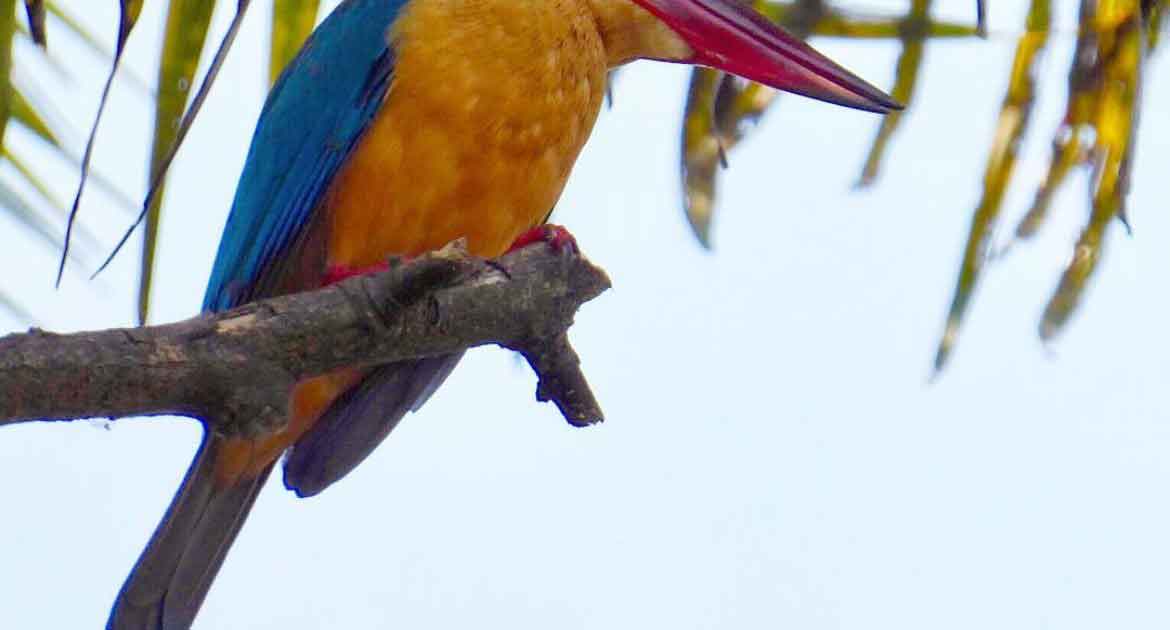 bird-watching-alleppey-heres